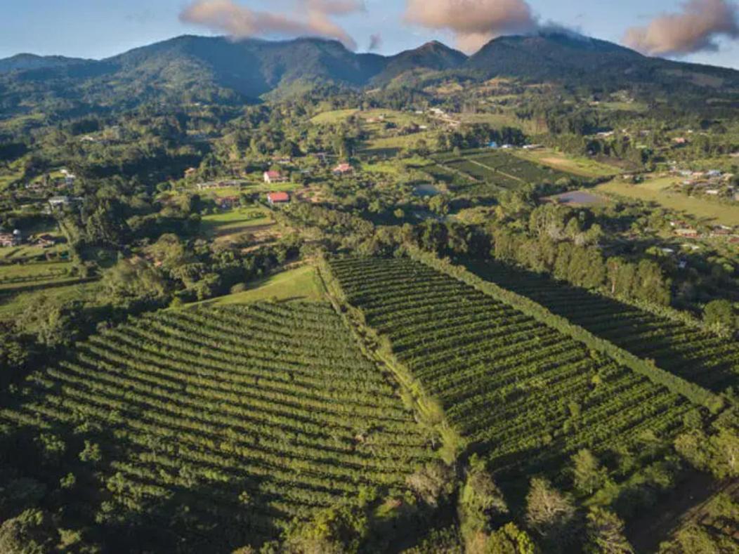 Concepcion Coffee Garden Ranch Costa Rica公寓 外观 照片