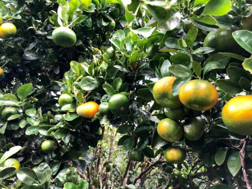 Concepcion Coffee Garden Ranch Costa Rica公寓 外观 照片