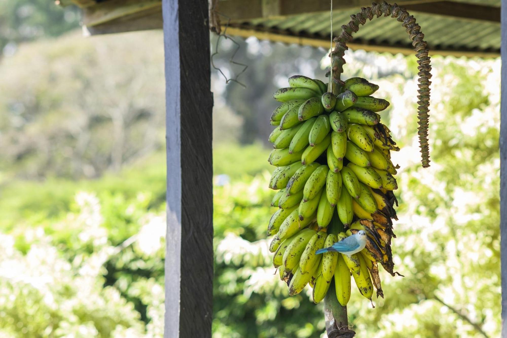 Concepcion Coffee Garden Ranch Costa Rica公寓 外观 照片